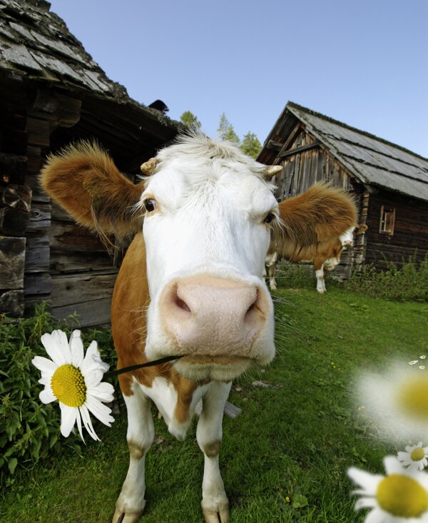 Cow with white and brown fur standing on grassy field, old wooden buildings in background, daisy flowers in foreground. | © Urlaub am Bauernhof Kärnten 