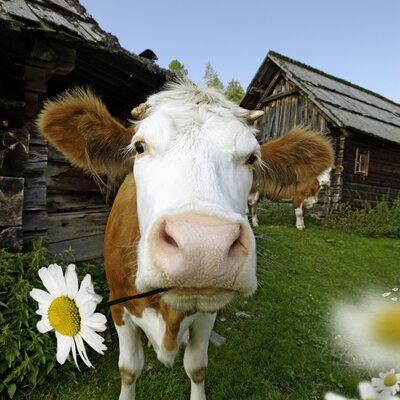 Cow with white and brown fur standing on grassy field, old wooden buildings in background, daisy flowers in foreground. | © Urlaub am Bauernhof Kärnten 