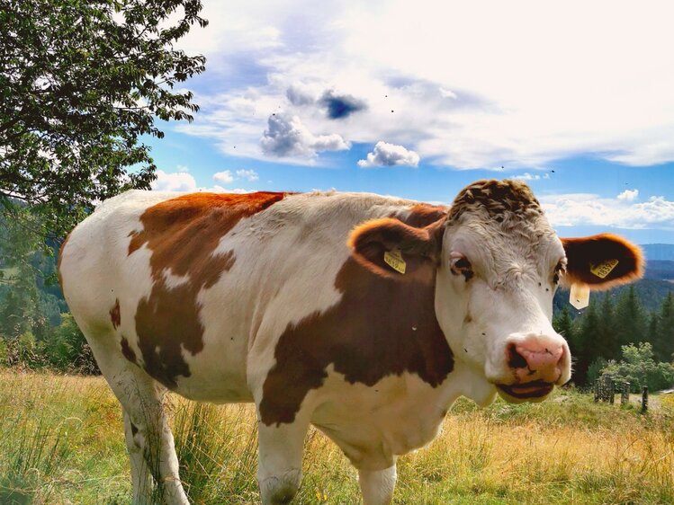 A white and brown spotted cow standing in a grassy field with a blue sky and trees in the background. | © Urlaub am Bauernhof Kärnten / Kopp