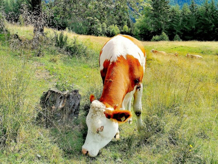 A horse grazing in a lush, green meadow surrounded by a forest and mountainous landscape on a bright, sunny day. | © Urlaub am Bauernhof Kärnten / Kopp