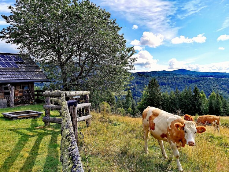 Picturesque rural landscape with a quaint wooden cabin, solar panels, a weathered wooden fence, and a herd of spotted cows grazing in the lush green meadow. | © Urlaub am Bauernhof Kärnten / Kopp