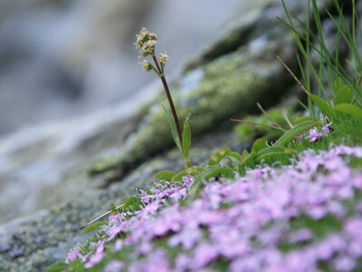 The image shows a close-up of a plant with small pink flowers growing amidst lush, green vegetation and moss-covered rocks. | © SPEICK Naturkosmetik