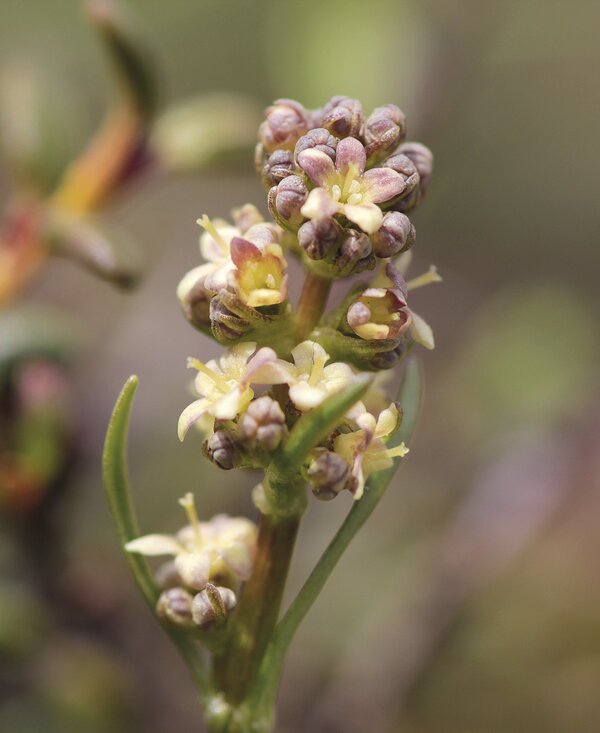 Cluster of small yellow-green flowers on a stem with reddish-brown buds, in a blurred natural environment. | © SPEICK Naturkosmetik