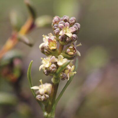 Cluster of small yellow-green flowers on a stem with reddish-brown buds, in a blurred natural environment. | © SPEICK Naturkosmetik