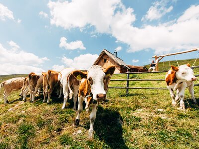 Kühe vor der Almhütte in Kärnten | © Urlaub am Bauernhof Kärnten / Daniel Gollner A group of cows grazing in a grassy field with a wooden barn in the background under a cloudy sky. | © Urlaub am Bauernhof Kärnten / Daniel Gollner