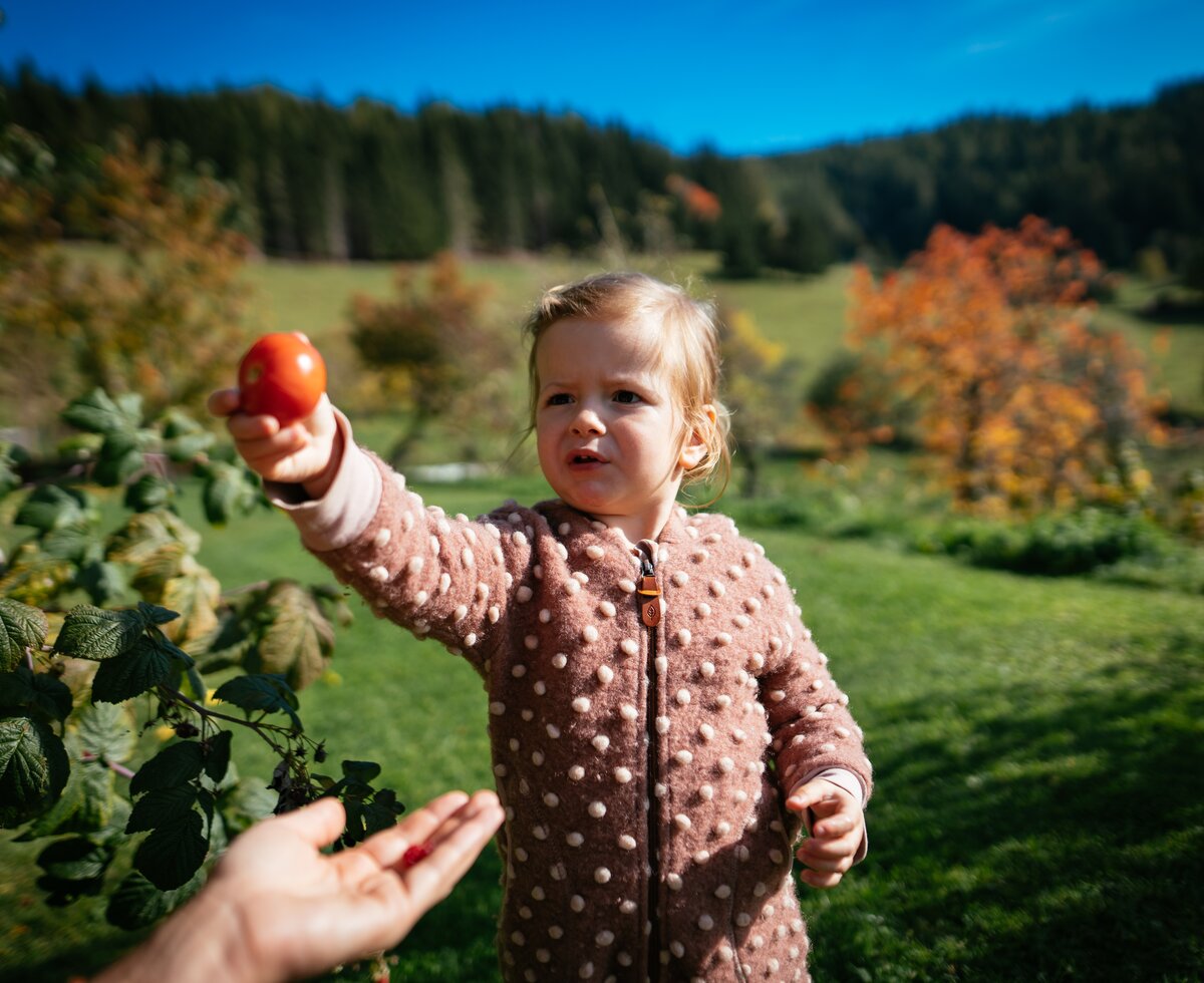 Bei der Tomatenernte | © Urlaub am Bauernhof Kärnten / Daniel Gollner A young girl in a polka dot coat reaching out to pick an apple against a backdrop of autumn foliage and a grassy field. | © Urlaub am Bauernhof Kärnten / Daniel Gollner