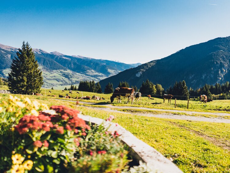 Lush green meadow with grazing cows, surrounded by towering mountains and evergreen trees, under a clear blue sky. | © Urlaub am Bauernhof Salzburg / Daniel Gollner 