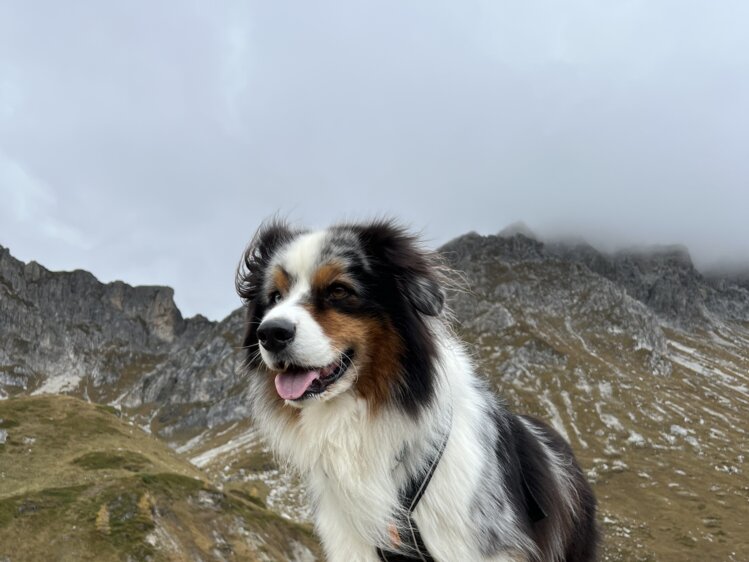 A furry animal with a distinctive black and white coat appears to be clinging to a rocky, moss-covered surface near a waterfall. | © Urlaub auf der Alm / Julia Winkler