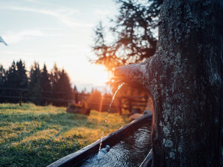 Flowing water trickling down the mossy tree trunk in a peaceful, wooded setting at sunset. | © Urlaub am Bauernhof Steiermark / Daniel Gollner 