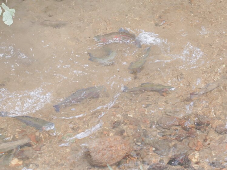 Fische schwimmen im Teich | © Daniel Gollner 