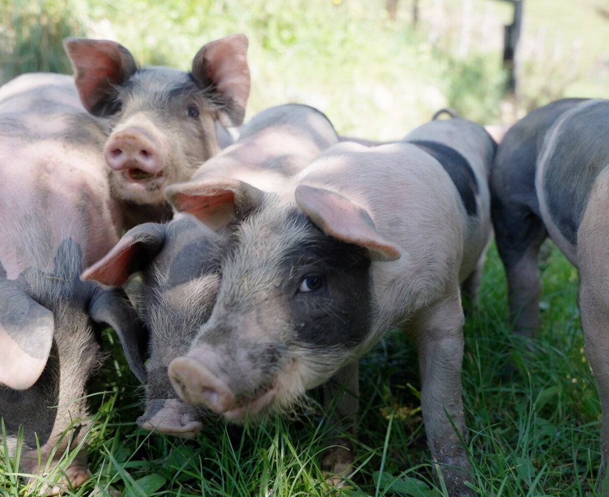Schweine am Klein Lenzhof | © Daniel Gollner/ Urlaub am Bauernhof Kärnten Schweine in der Wiese am Klein Lenzhof | © Daniel Gollner/ Urlaub am Bauernhof Kärnten