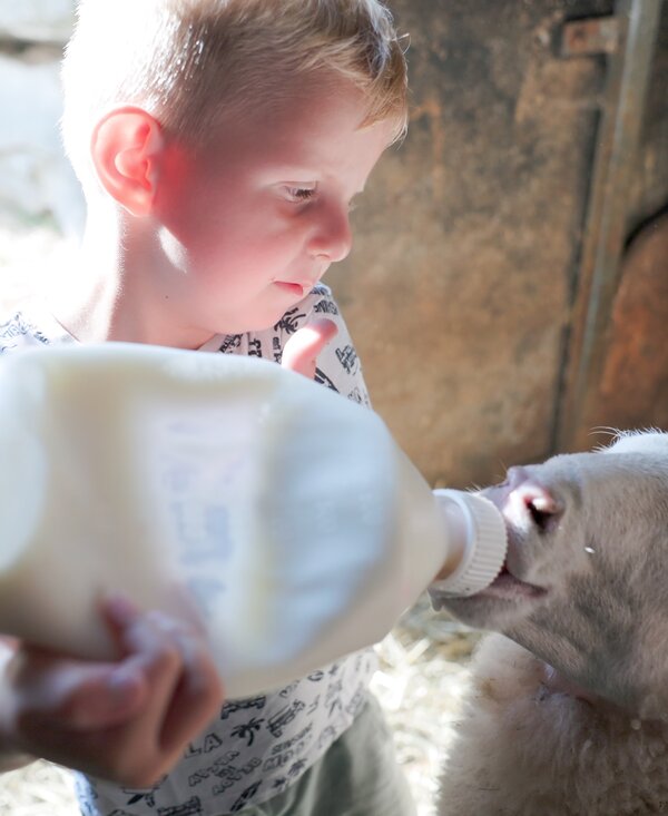 A boy feeding a calf with a bottle on a farm.