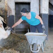 A woman feeding cows in a barn, holding a shovel.
