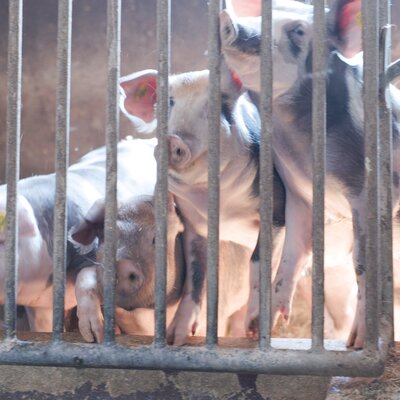 Several pigs behind bars in a farm, confined and on limited space.