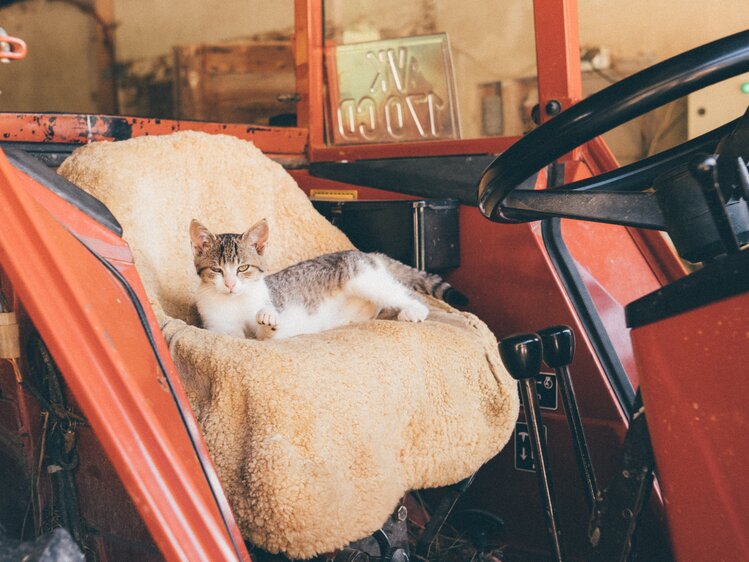 Katze liegt auf Traktorsitz | © Urlaub am Bauernhof Kärnten / Daniel Gollner
