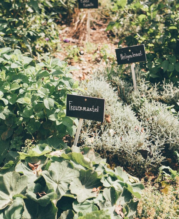 Verschiedene Kräuter im Garten | © Urlaub am Bauernhof Kärnten / Daniel Gollner