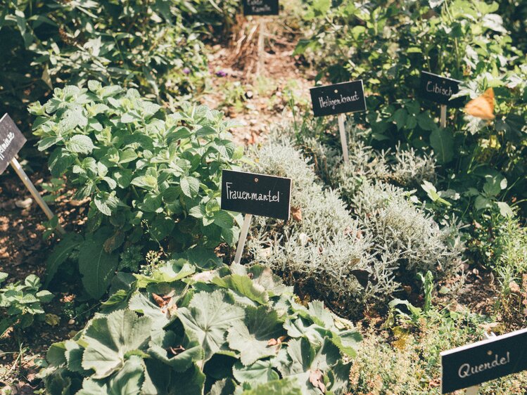 Verschiedene Kräuter im Garten | © Urlaub am Bauernhof Kärnten / Daniel Gollner