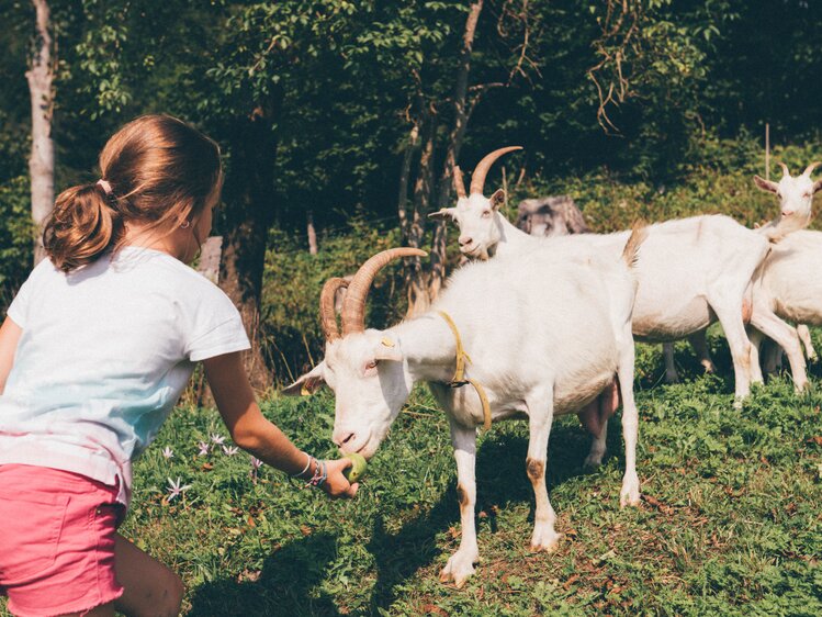Mädchen füttert Ziegen | © Urlaub am Bauernhof Kärnten / Daniel Gollner