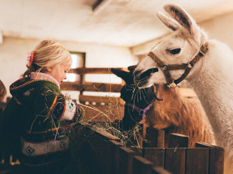 Mädchen füttert Alpakas mit Heu | © Urlaub am Bauernhof Kärnten / Daniel Gollner