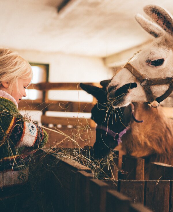 Girl feeds alpacas | © Urlaub am Bauernhof Kärnten / Daniel Gollner Girl feeds alpacas with hay | © Urlaub am Bauernhof Kärnten / Daniel Gollner