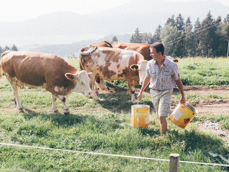 Bauer füttert Kühe auf der Weide | © Urlaub am Bauernhof Kärnten / Daniel Gollner