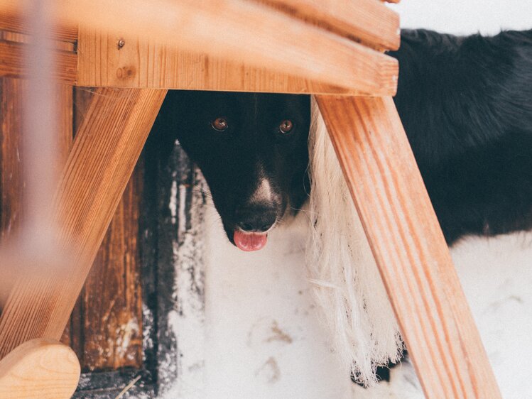 Hund schaut unter der Bank hervor | © Urlaub am Bauernhof Kärnten / Daniel Gollner