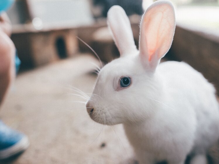 Weißer Hase | © Urlaub am Bauernhof Kärnten / Daniel Gollner
