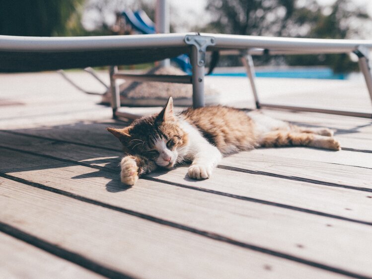 Katze liegt vor dem Liegestuhl | © Urlaub am Bauernhof Kärnten / Daniel Gollner