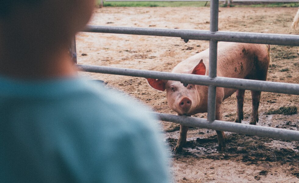 Schwein schaut durch Zaun | © Urlaub am Bauernhof Kärnten/Daniel Gollner