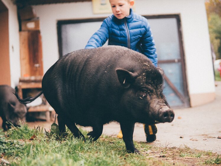 Kind streichelt das Schwein | © Urlaub am Bauernhof Kärnten / Daniel Gollner