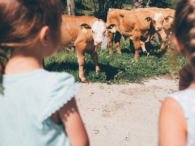 Mädchen bei den Kühen am Weg | © Urlaub am Bauernhof Kärnten / Daniel Gollner
