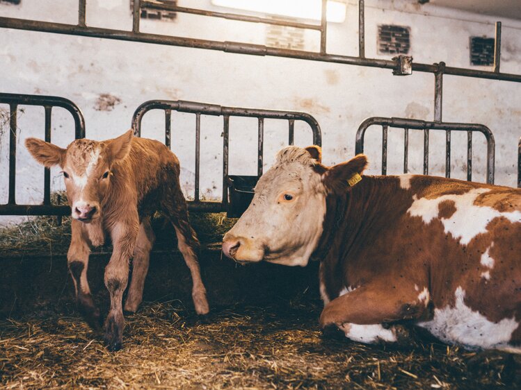 Kalb und Kuh im Stall | © Urlaub am Bauernhof Kärnten/ Daniel Gollner