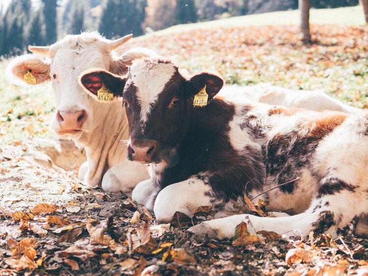 Kuhe liegen im Laub | © Urlaub am Bauernhof Kärnten / Daniel Gollner