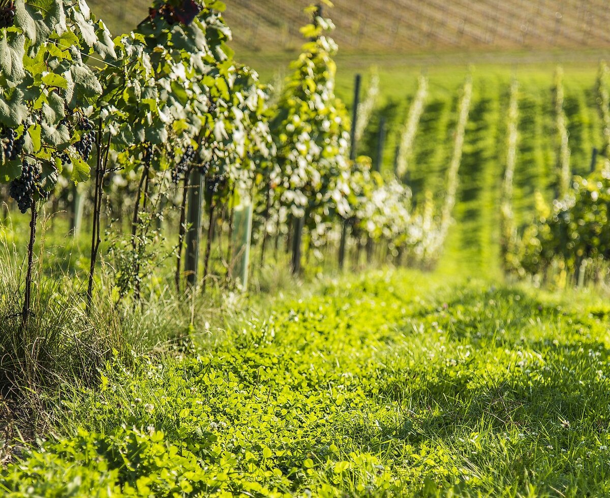 Weingut Taggenbrunn | © Franz Gerdl/ Kärnten Werbung Weinstöck am Weingut Taggenbrunn | © Franz Gerdl/ Kärnten Werbung