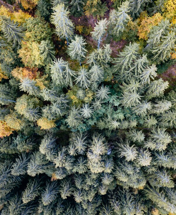 Der Wald rund um das Natur Gut Lassen | © Urlaub am Bauernhof Kärnten/ Daniel Gollner