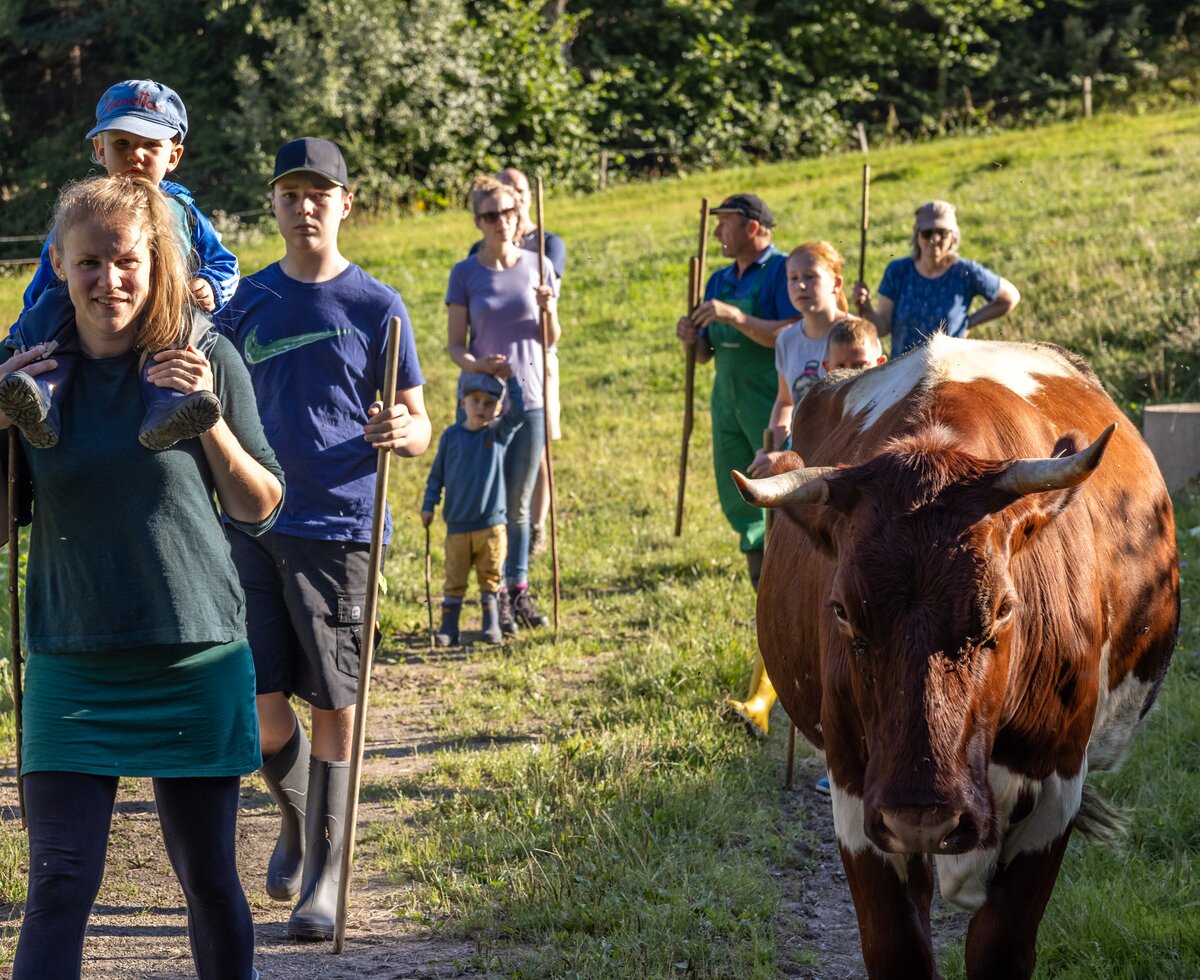 Familie treibt die Kuh Heim | © Landesverband Urlaub am Bauernhof Kärnten/ Achim Mandler Familie treibt die Kuh von der Wiese in den Stall zum Melken Heim | © Landesverband Urlaub am Bauernhof Kärnten/ Achim Mandler