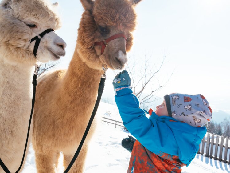 Kind steht bei zwei Alpakas | © Daniel Gollner / Urlaub am Bauernhof Kärnten