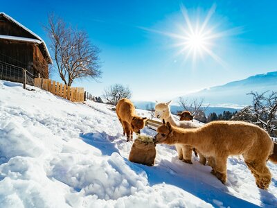 Alpakas im Winter in Kärnten | © Daniel Gollner / Urlaub am Bauernhof Kärnten