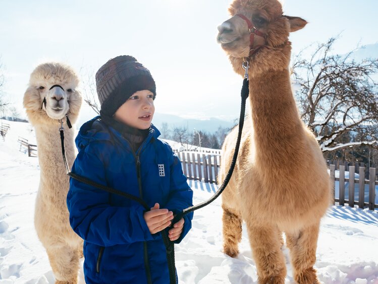Bub geht mit den Alpakas durch den Schnee | © Urlaub am Bauernhof / Daniel Gollner