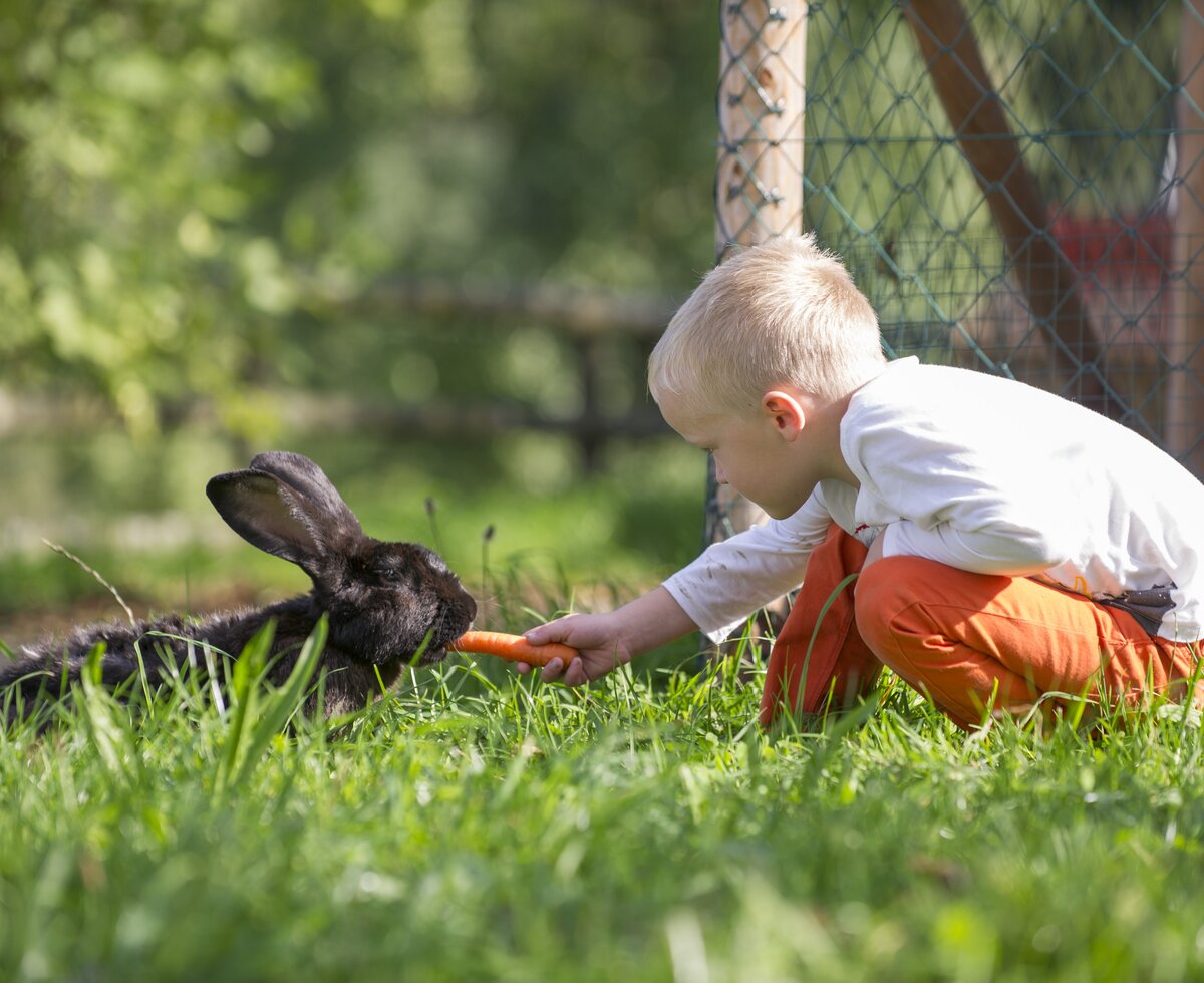 Boy feeds rabbit | © Urlaub am Bauernhof Niederösterreich / Karin Lohberger Boy feeds rabbit in the gras | © Urlaub am Bauernhof Niederösterreich / Karin Lohberger