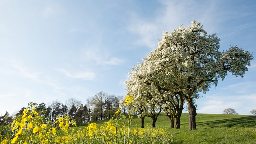 Spring Time's Here in Lower Austria