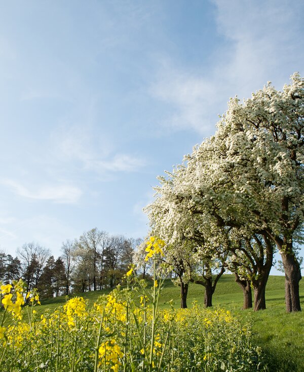 Tree blossom in the Mostviertel | © Mostviertel Tourismus / schwarz-koenig.at flowering trees in the Mostviertel | © Mostviertel Tourismus / schwarz-koenig.at