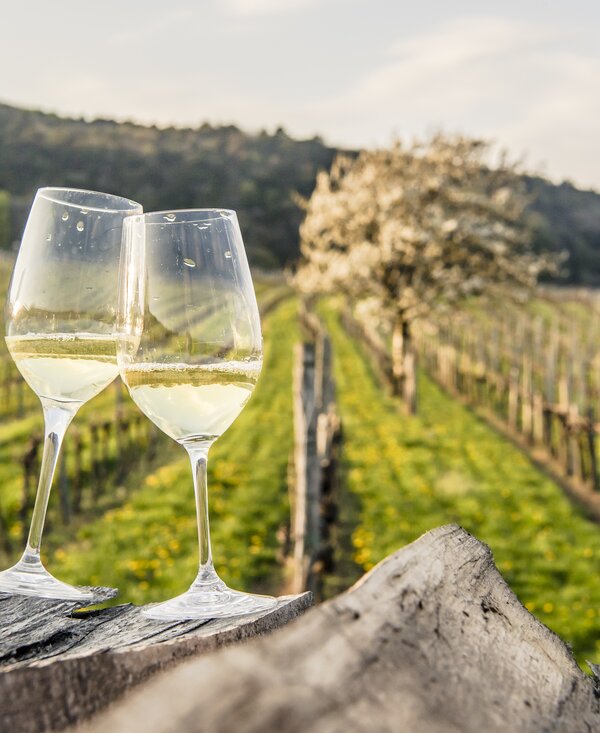 Weinfrühling in the Vienna Woods | © Niederösterreich Werbung / Robert Herbst Two wine glasses in the vineyard in the Vienna Woods | © Niederösterreich Werbung / Robert Herbst