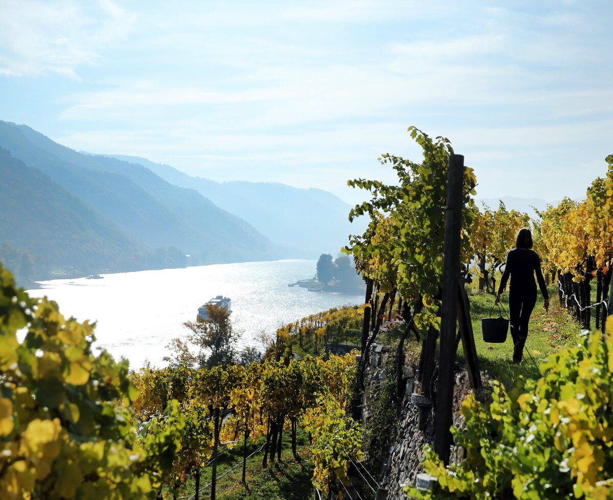 Terrace vineyards in the Wachau | © Urlaub am Winzerhof / weinfranz.at Terrace vineyards in the Wachau | © Urlaub am Winzerhof / weinfranz.at