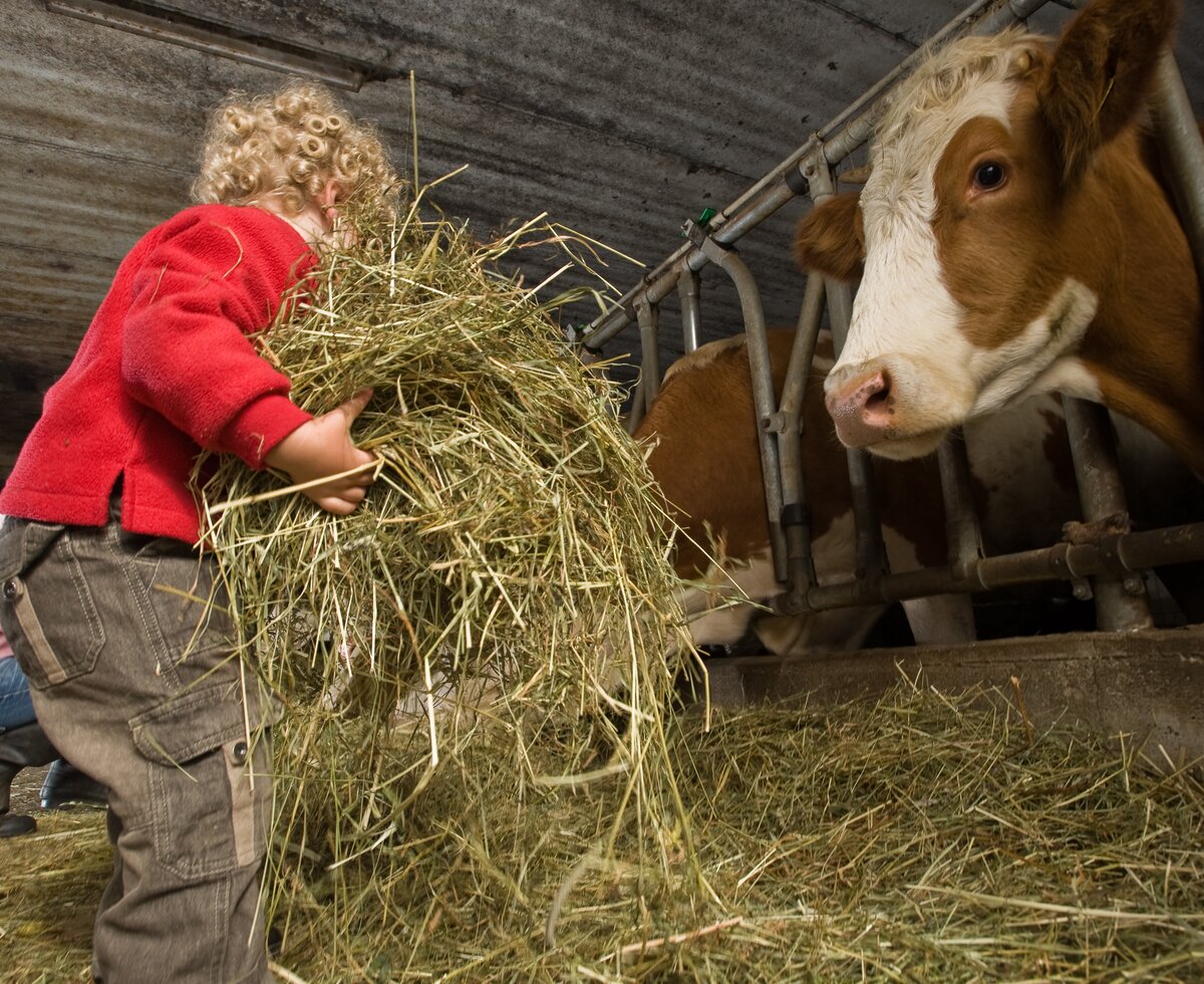 Kühe füttern | © Urlaub am Bauernhof Oberösterreich / Simon Bauer Kind füttert Kühe im Stall mit Heu | © Urlaub am Bauernhof Oberösterreich / Simon Bauer