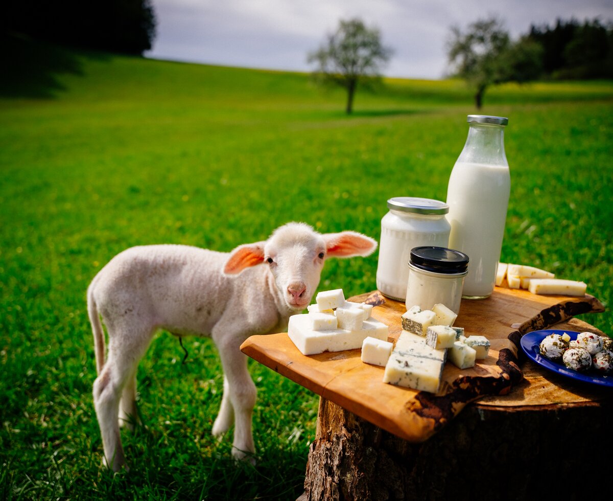 Präsentation von selbstgemachten Schafmilch-Produkten mit Lämmchen auf der Wiese | © Selbstgemachte Produkte aus Schafmilch