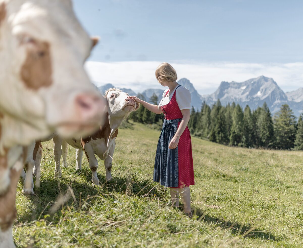Almbäuerin streichelt ihre Kühe auf der Weide mit Blick auf das Tote Gebirge | © Oberösterreich Tourismus GmbH / Daniel Hinterramskogler