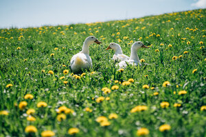 Ducks wading in a field of yellow flowers, surrounded by lush greenery under a blue sky. | © Urlaub am Bauernhof / Daniel Gollner 