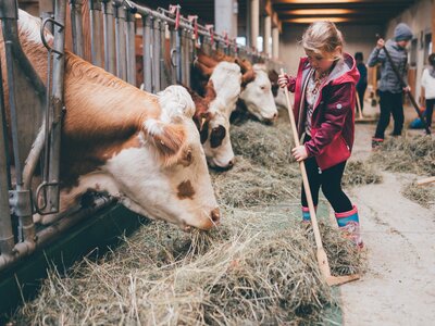 Young person in red jacket feeding cows in a barn with straw and other people in the background. | © Urlaub am Bauernhof / Daniel Gollner