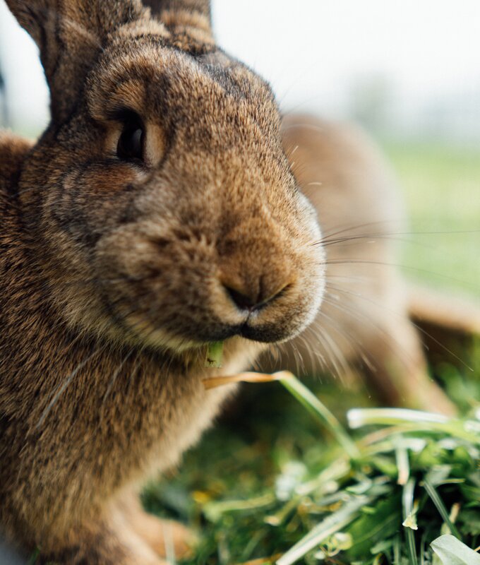 Hase in Stall frisst Gras | © Urlaub am Bauernhof / Daniel Gollner